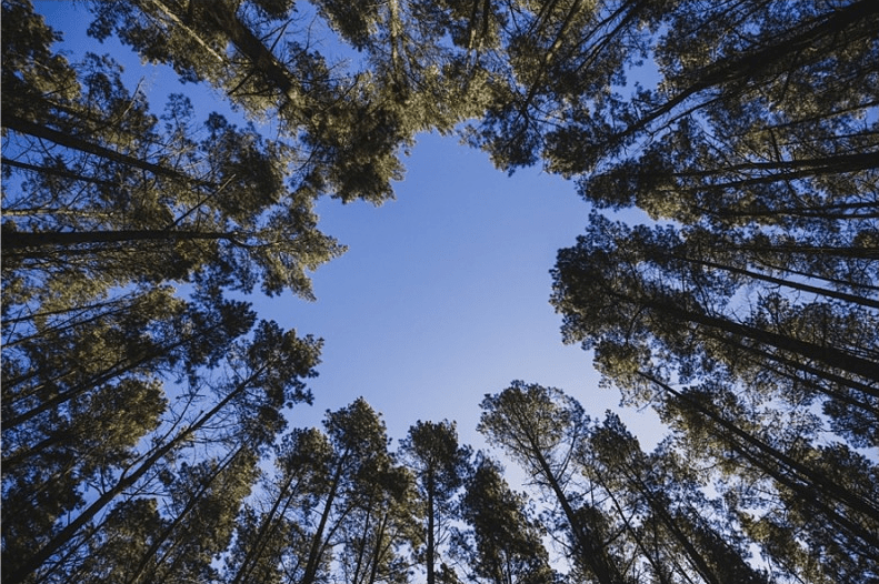 forest circle sky
